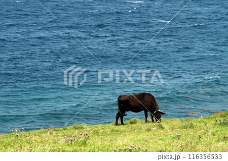唐津市呼子　加部島の「杉ノ原放牧場」　放牧された牛と玄界灘の青い海の風景 116356533