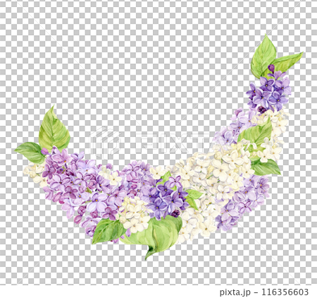 Watercolor illustration of lilac. Composition of purple and white syringa with leaves, flowers and buds. Fragrant spring flower for a wedding invitation, greeting card. 116356603