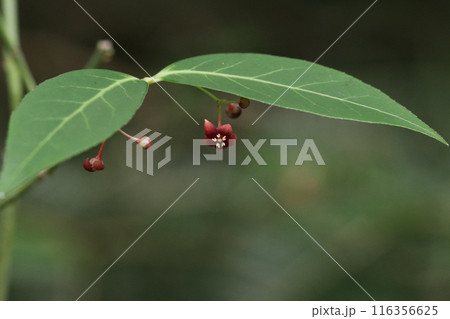 暗紫色の花を見せるマユミ 暗紫色の花を見せるマユミ 116356625