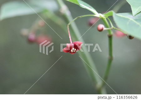 暗紫色の花を見せるマユミ 暗紫色の花を見せるマユミ 116356626