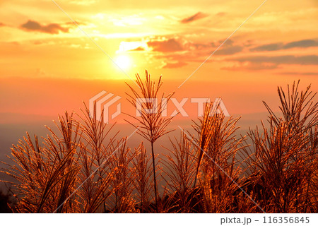 《奈良県》秋の葛城高原 夕日で赤く染まるススキの穂 116356845