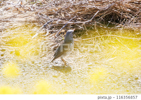 菜の花畑の珍しい迷鳥の可愛いノハラツグミ（ヒタキ科）。  日本国群馬県、利根川河川敷にて。  116356857