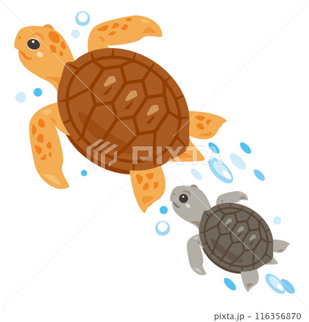 泳ぐウミガメの親子 116356870