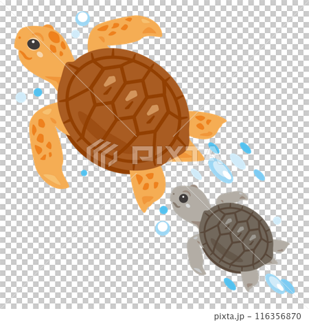 泳ぐウミガメの親子 116356870