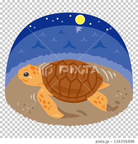 Sea turtle walking on the beach at night 116356896