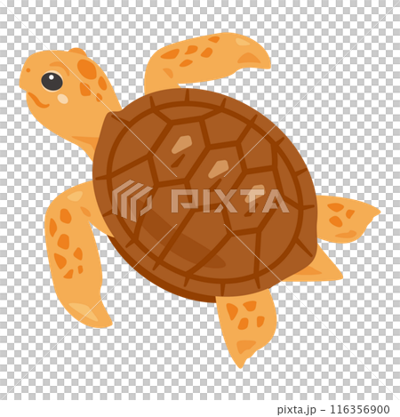 海龜 海龜 116356900