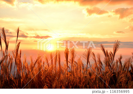 《奈良県》秋の葛城高原 夕日で赤く染まるススキの穂 116356995