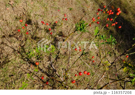 野ばらの赤い実　【相模原市津久井　11月】 116357208