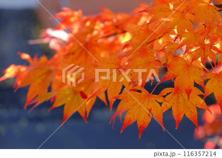 モミジの紅葉　【相模原市津久井　11月】 116357214