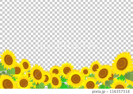 夏のひまわり畑のイラスト 116357318