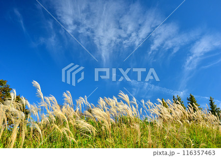 《奈良県》秋の葛城高原 ススキの群生 116357463