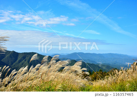 《奈良県》秋の葛城高原 ススキの群生 116357465