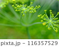 ディル（ハーブ）の蕾 116357529