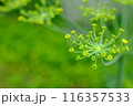 ディル（ハーブ）の蕾 116357533
