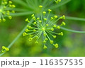ディル（ハーブ）の蕾 116357535