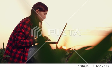 agriculture, woman farmer working laptop, farm field corn, modern farm business growing, farming business tech, cornfield technology use, laptop field sunset, laptop rural management, sunset farm agriculture, woman farmer working laptop, farm field corn, modern farm business growing, farming business tech, cornfield technology use, laptop field sunset, laptop rural management, sunset farm 116357575