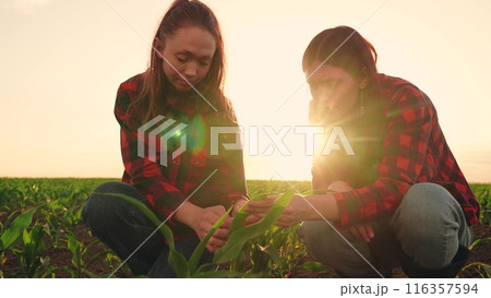 agriculture, two farmers working field sunset, farmers touching leaves with their hand sunset, teamwork, group people business women inspecting farmer field, agronomists team preparing harvesting farm 116357594