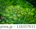 ディル（ハーブ）の花 116357633