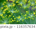 ディル（ハーブ）の花 116357634