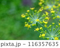 ディル（ハーブ）の花 116357635