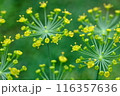 ディル（ハーブ）の花 116357636