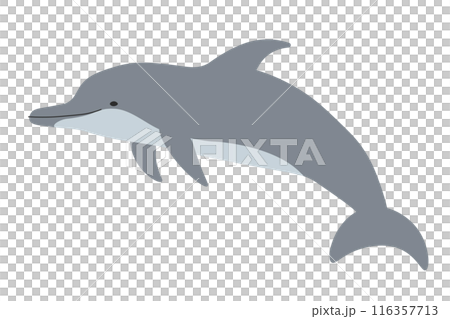 バンドウイルカ	 116357713