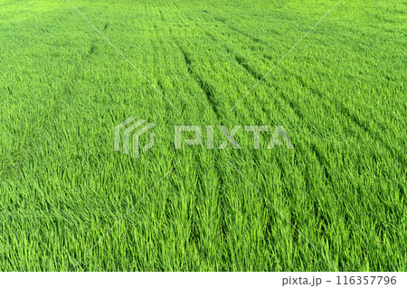 半夏生の頃の水田 半夏生の頃の水田 116357796