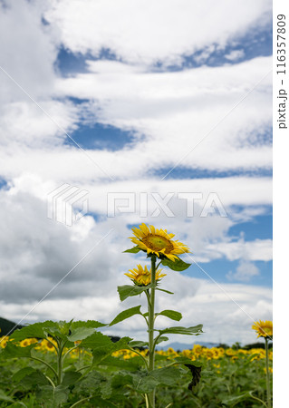 青い空と白い雲に咲くヒマワリの花 116357809