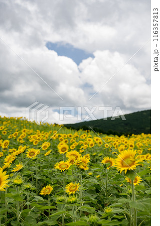 青い空と白い雲に咲くヒマワリの花 116357813