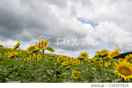 青い空と白い雲に咲くヒマワリの花 116357814