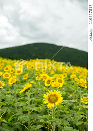 青い空と白い雲に咲くヒマワリの花 青い空と白い雲に咲くヒマワリの花 116357817