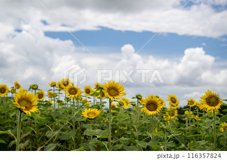 青い空と白い雲に咲くヒマワリの花 青い空と白い雲に咲くヒマワリの花 116357824