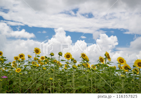 青い空と白い雲に咲くヒマワリの花 116357825