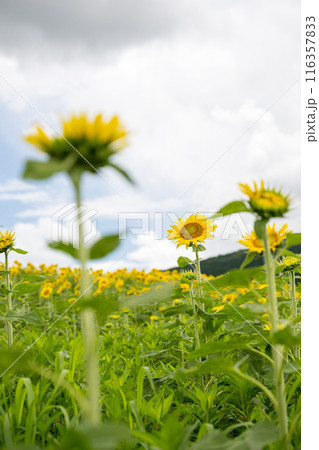 青い空と白い雲に咲くヒマワリの花 青い空と白い雲に咲くヒマワリの花 116357833