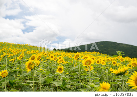 青い空と白い雲に咲くヒマワリの花 116357835