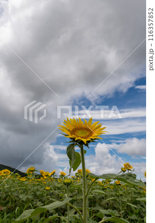 青い空と白い雲に咲くヒマワリの花 青い空と白い雲に咲くヒマワリの花 116357852