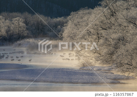 厳しい寒さに耐えるタンチョウツル 116357867