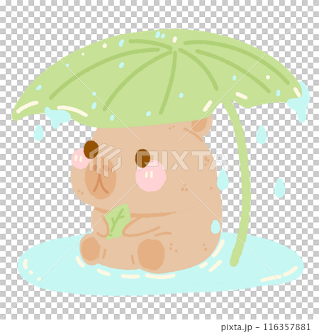 Hand drawn illustration kawaii cute pastel Capybara under a large leaf in the rain 116357881