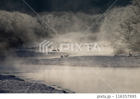 厳しい寒さに耐えるタンチョウツル 116357895