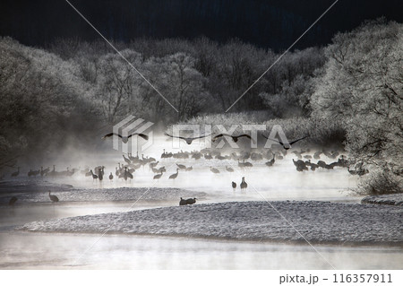 厳しい寒さに耐えるタンチョウツル 厳しい寒さに耐えるタンチョウツル 116357911