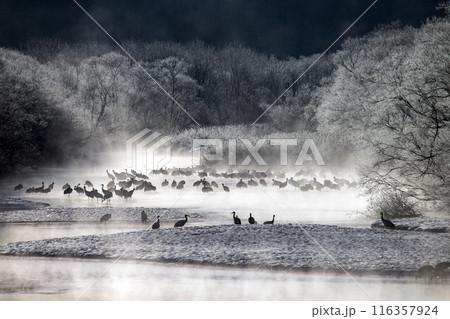 厳しい寒さに耐えるタンチョウツル 116357924