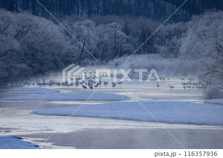 厳しい寒さに耐えるタンチョウツル 116357936