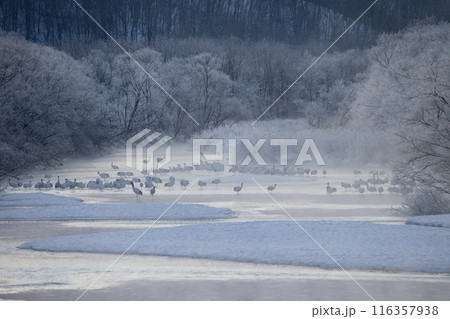 厳しい寒さに耐えるタンチョウツル 厳しい寒さに耐えるタンチョウツル 116357938