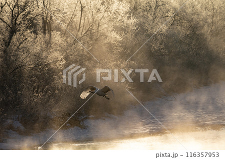 厳しい寒さに耐えるタンチョウツル 116357953