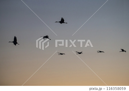夕映に飛ぶタンチョウツル 夕映に飛ぶタンチョウツル 116358059