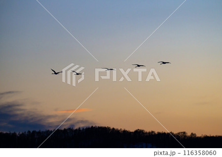 夕映に飛ぶタンチョウツル 116358060