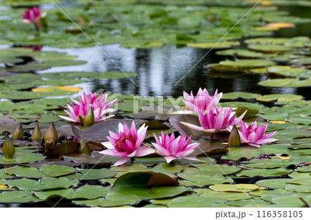 涼しげな池のスイレン 116358105