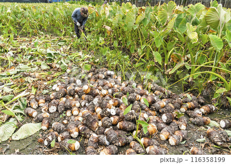 Freshly harvested taros are placed in the farmland of Pingtung, Taiwan. Freshly harvested taros are placed in the farmland of Pingtung, Taiwan. 116358199