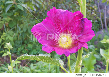 mallow flower in the garden mallow flower in the garden 116358245