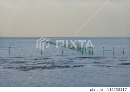 春の朝　ふなばし三番瀬海浜公園の干潟（千葉県船橋市） 116358317